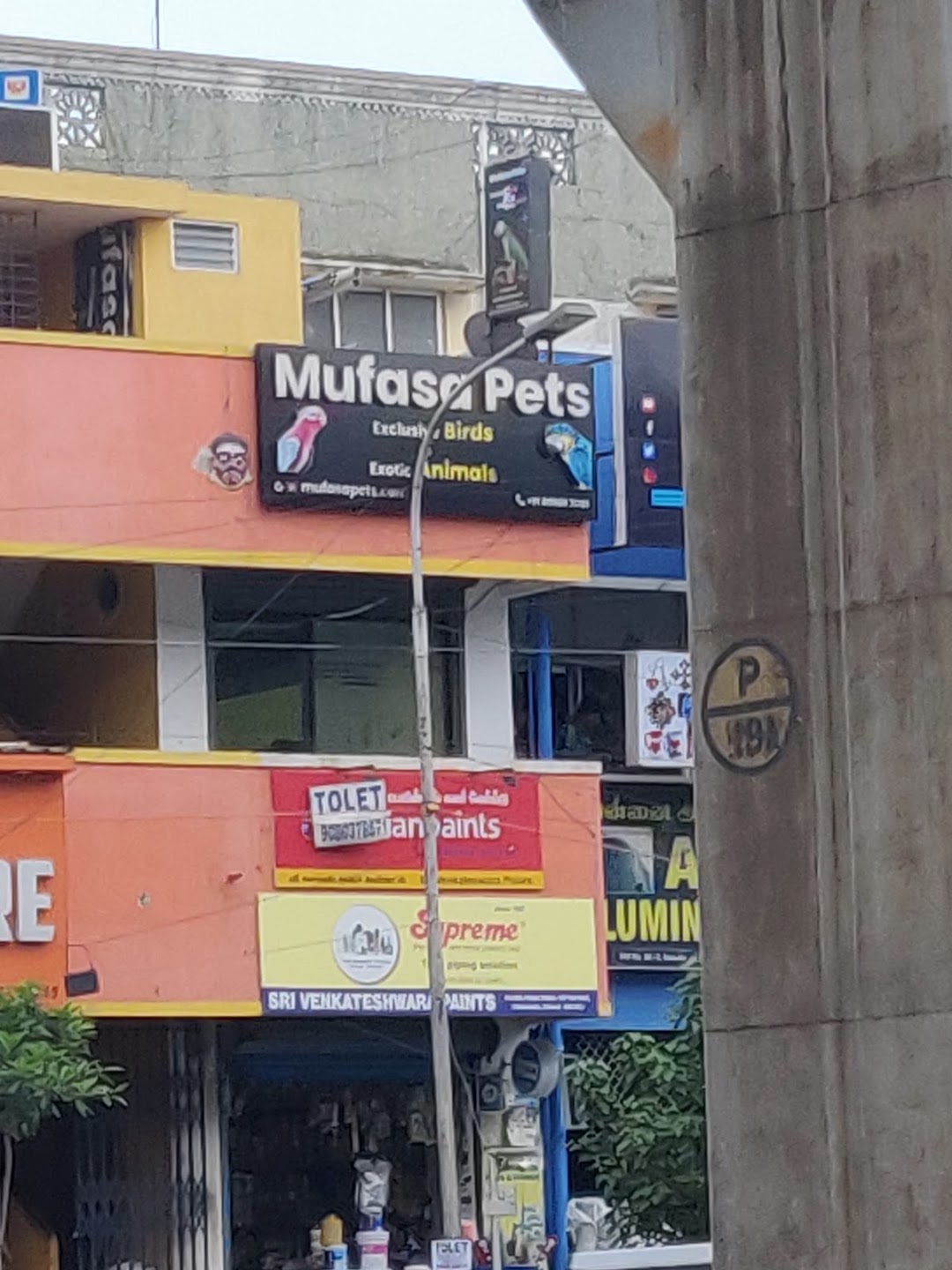 Mufasa Pets - Exclusive Birds Shop In Chennai