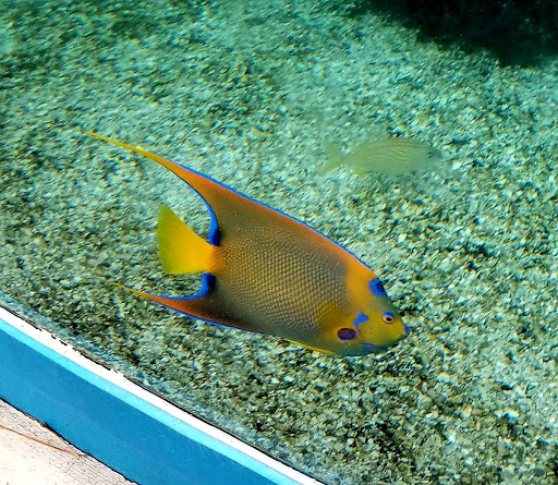 Aquarium «St. Augustine Aquarium», reviews and photos, 2045 FL-16, St Augustine, FL 32084, USA