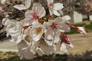 Yamatogawa Park image