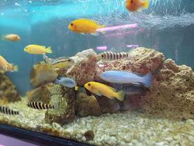 Aquarium Master