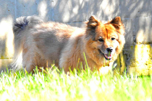 Pet Supply Store «Petco Animal Supplies», reviews and photos, 22 Denton Plaza, Denton, MD 21629, USA