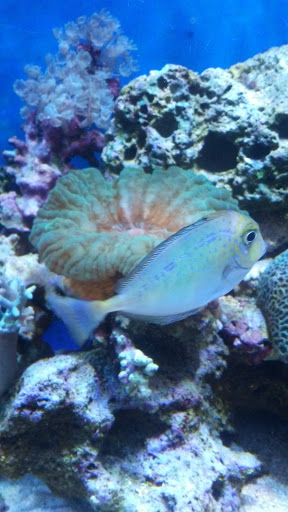 Aquarium «Crystal Reef Aquariums», reviews and photos, 311 Pass Rd, Gulfport, MS 39507, USA