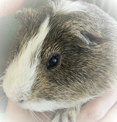 Pet Store «Species Pet Supply», reviews and photos, 1935 W Brandon Blvd, Brandon, FL 33511, USA