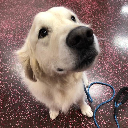 Pet Store «Woof Gang Bakery and Grooming Wichita», reviews and photos, 9747 E 21st St N #131, Wichita, KS 67206, USA