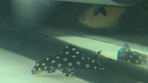 Pet Store «Pet Resources», reviews and photos, 814 Westchester Ave, Bronx, NY 10455, USA