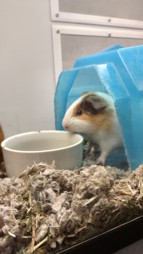 Pet Supply Store «Petco Animal Supplies», reviews and photos, 7721 Mentor Ave, Mentor, OH 44060, USA