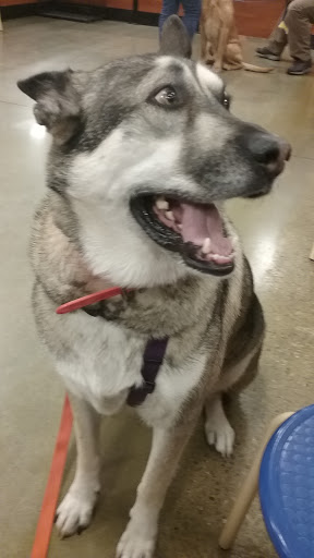 Pet Supply Store «PetSmart», reviews and photos, 2201 Gallatin Pike N, Madison, TN 37115, USA