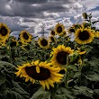 Draper WMA Sunflower Fields