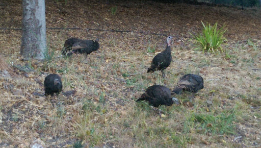 Golf Course «Emerald Hills Golf Course», reviews and photos, 938 Wilmington Way, Emerald Hills, CA 94062, USA