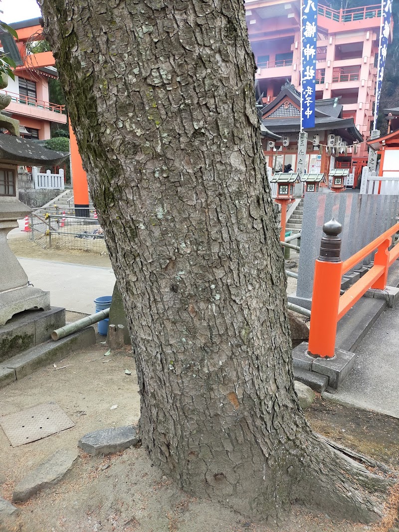 福山市指定保護樹木（モミノキ）