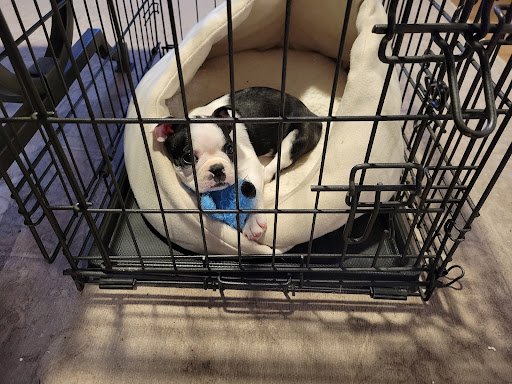 Pet Supply Store «PetSmart», reviews and photos, 1921 Gulf Fwy S, Dickinson, TX 77539, USA