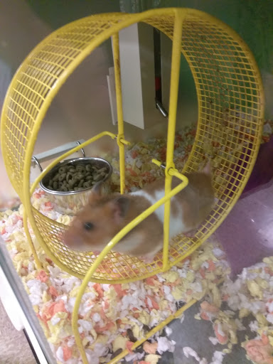 Pet Supply Store «PetSmart», reviews and photos, 11945 Central Ave, Chino, CA 91710, USA