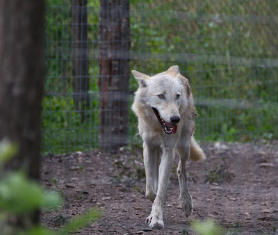 Sanctuaire Loups 79 à Frontenay-Rohan-Rohan