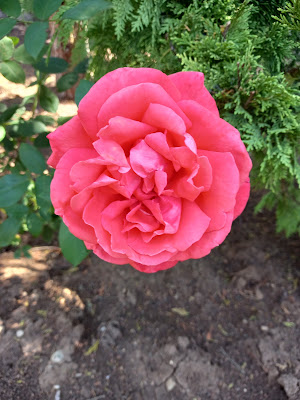 Mes fleurs à Wasselonne