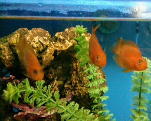 Pet Supply Store «PetSmart», reviews and photos, 1700 Norman Dr #200, Valdosta, GA 31601, USA