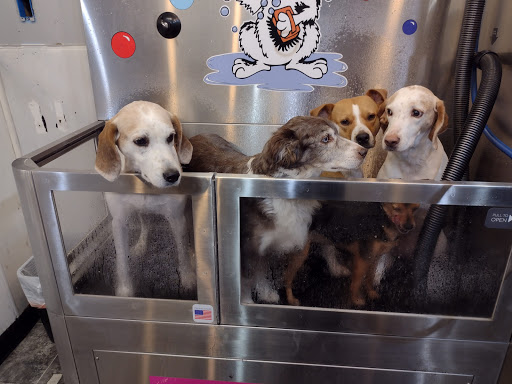 Pet Groomer «Belly scRubs Self Service Pet Wash», reviews and photos, 119 WV-34 #1, Hurricane, WV 25526, USA