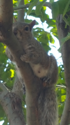 Park «Park Of The Americas», reviews and photos, 42nd Ave & 104th Street, Corona, NY 11368, USA