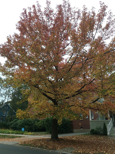 Market «Westville Quality Market», reviews and photos, 243 Alden Ave, New Haven, CT 06515, USA