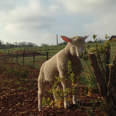 La Ferme d'Etaules à Étaules