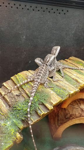 Pet Supply Store «PetSmart», reviews and photos, 3210 E Lynn Blvd, Sterling, IL 61081, USA