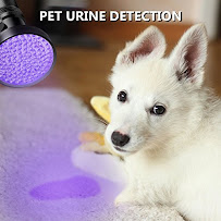 Stainmasters Green Carpet Cleaning - Photo 7 - Car repair in , Mission Viejo