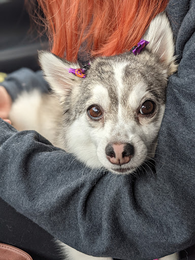 Pet Supply Store «Petco Animal Supplies», reviews and photos, 9004 Vernon Rd, Lake Stevens, WA 98258, USA