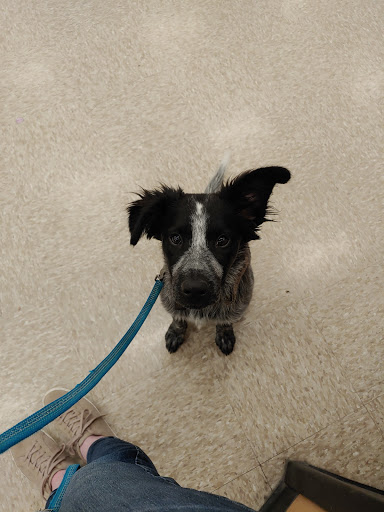 Pet Supply Store «PetSmart», reviews and photos, 4300 E Alameda Ave, Glendale, CO 80246, USA