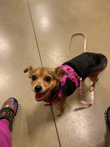 Pet Supply Store «PetSmart», reviews and photos, 2100 88th St, North Bergen, NJ 07047, USA