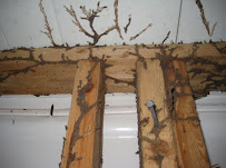 Blue Cloud Exterminators - Photo 6 - Car repair in Los Angeles, CA, Los Angeles