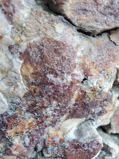 National Forest «Petrified Forest», reviews and photos