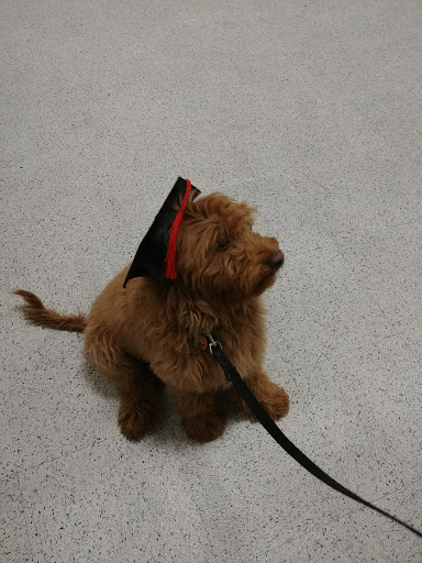 Pet Supply Store «PetSmart», reviews and photos, 6675 S Virginia St, Reno, NV 89511, USA