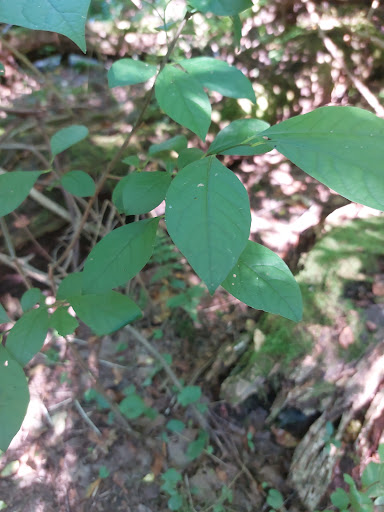 Nature Preserve «Beechwood Farms Nature Reserve», reviews and photos, 614 Dorseyville Rd, Pittsburgh, PA 15238, USA