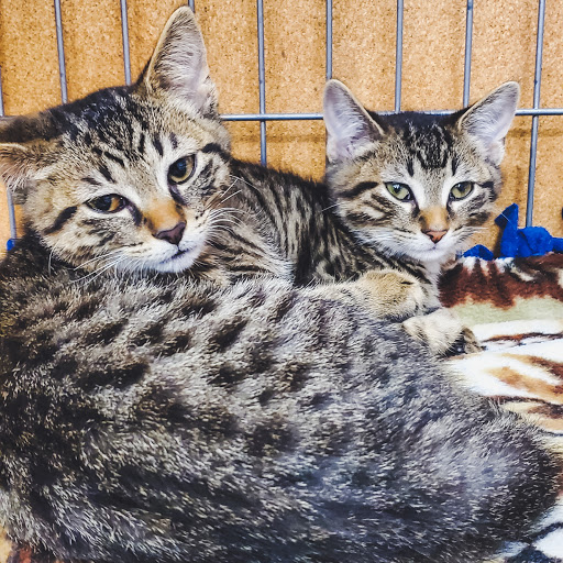 Pet Supply Store «Pet Supplies Plus», reviews and photos, 7701 Mall Rd, Florence, KY 41042, USA