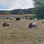 Photo n°5 de l'avis de Cuba. fait le 24/09/2022 à 16:05 sur le  Kurzentrum Waren (Müritz) à Waren