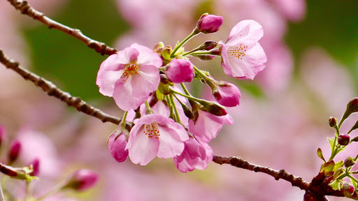 Monument «Thomas Jefferson Memorial», reviews and photos, 701 E Basin Dr SW, Washington, DC 20242, USA