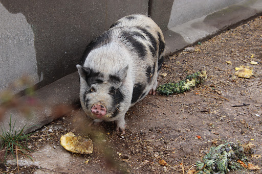 Produce Market «Kroul Farms», reviews and photos, 245 IA-1, Mt Vernon, IA 52314, USA