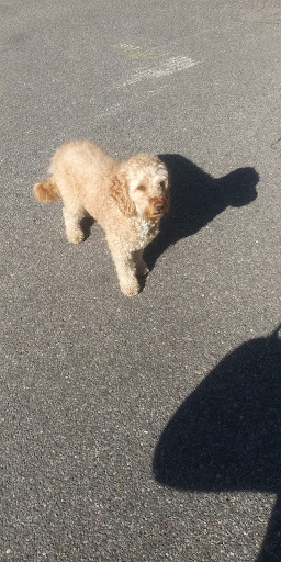 Pet Supply Store «PetSmart», reviews and photos, 238 Atlantic Ave, Brooklyn, NY 11201, USA