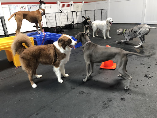 PupTown Dog Daycare & Boarding