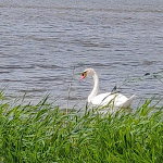 Photo n° 4 de l'avis de Laurence.u fait le 06/06/2020 à 09:29 pour Réserve Naturelle Nationale de la Baie de Somme à Saint-Quentin-en-Tourmont
