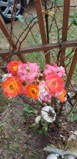 Cabin Rental Agency «Dixieland Cabins», reviews and photos, 1613 Donelson Pkwy, Dover, TN 37058, USA