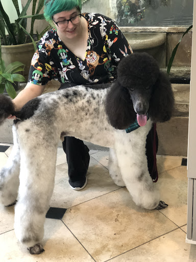 Pet Groomer «Doggie Style Bowtique», reviews and photos, 1713 Westport Rd, Kansas City, MO 64111, USA