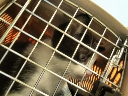 Pet Supply Store «PetSmart», reviews and photos, 1157 E North Ave, Belton, MO 64012, USA