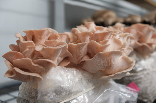 Produce Market «The Woodlands at Phillips», reviews and photos, 1020 Kaolin Rd, Kennett Square, PA 19348, USA