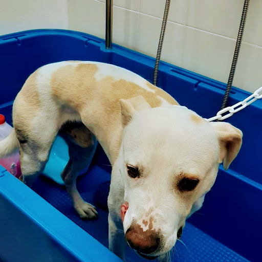 Pensioni per cani e dog hotel a Beauty Pets