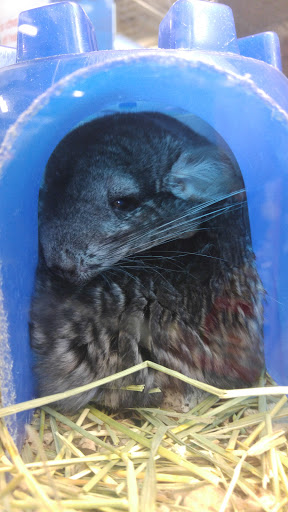 Pet Supply Store «PetSmart», reviews and photos, 170 Marketplace Blvd, Hamilton Township, NJ 08691, USA