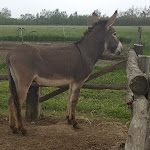 Photo n°2 de l'avis de Francesco.a fait le 24/04/2019 à 13:56 sur le  Agriturismo Surbiu à Pabillonis