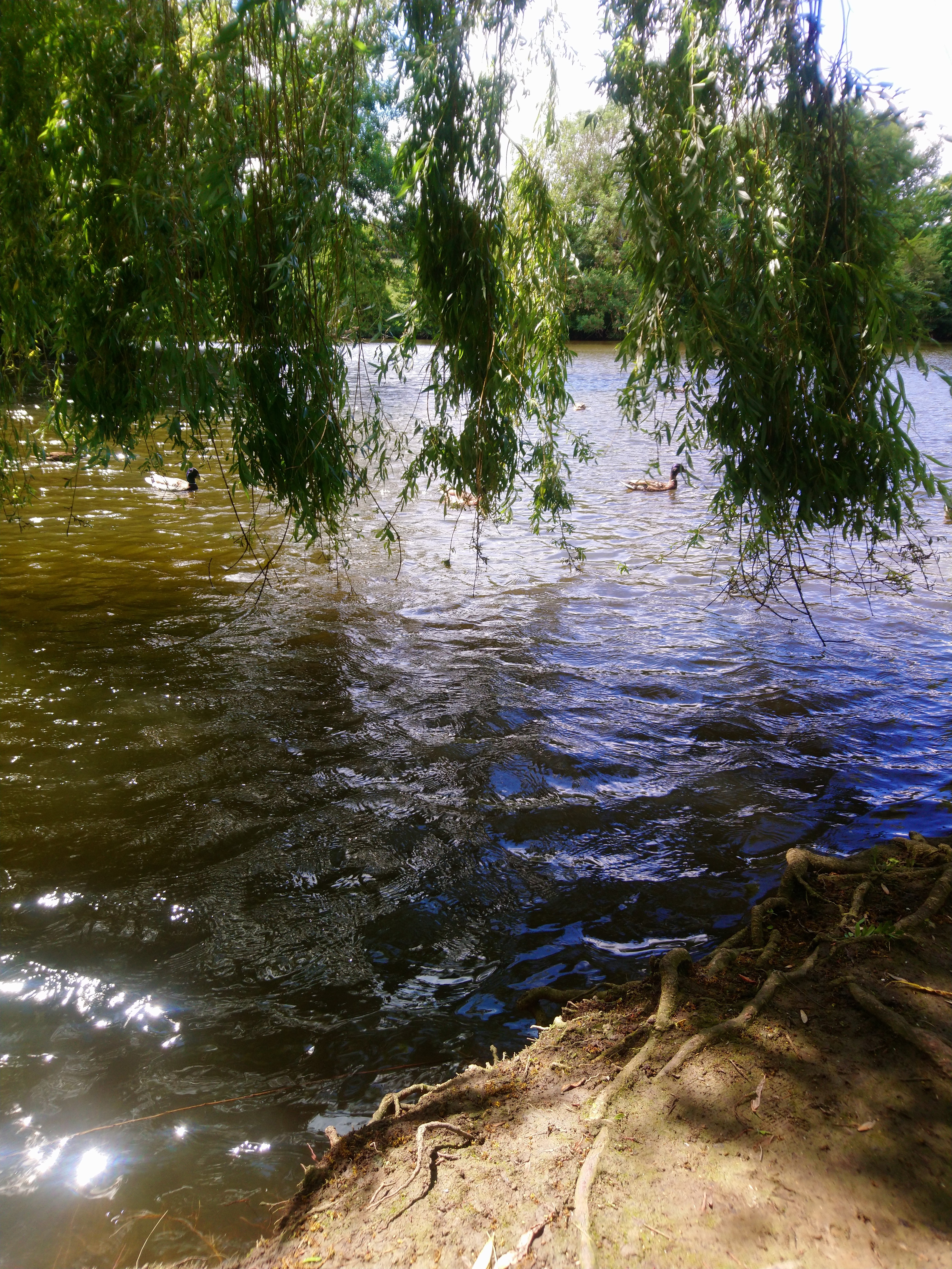 Photo n° 8 de l'avis de Lucien.e fait le 10/06/2019 à 14:26