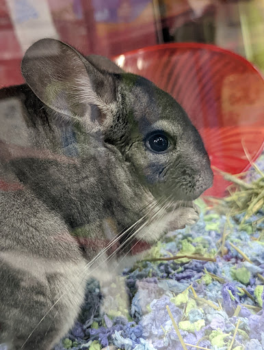 Pet Supply Store «Petco Animal Supplies», reviews and photos, 3012 Bridgepointe Pkwy, San Mateo, CA 94404, USA