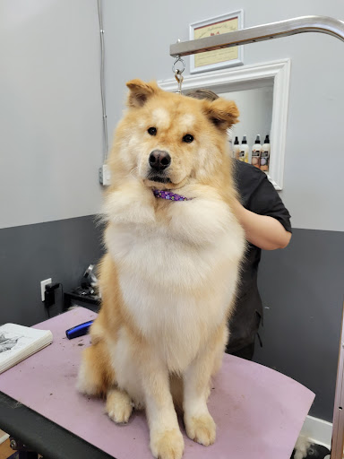 Pet groomer Mississauga