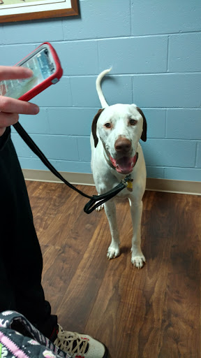 VCA Dahlonega Animal Hospital image